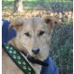 Helena, Collie Mix - Hündin