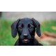 Helena , Dackel Labrador? Mischung Welpen - Hündin