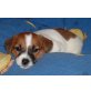 Helena, Jack-Russell-Terrier Welpen - Hündin