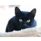 Helena, Mischling - Katze