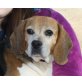 Helena-NOTFALL, Beagle - Hündin