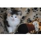 Helena , Norwegische Waldkatze - Katze