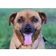 Helene, Pinscher-Mix - Hündin