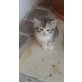 Helga, Perser u Hauskatze - Katze