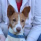 Helio - Notfall - Senior, Podenco Andaluz - Rüde