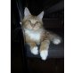 Helios, Maine Coon - Kater