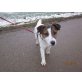 Heliot junger Jack Russell sucht sein Zuhause, Jack-Russell-Terrier - Rüde