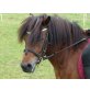 Hella, Shetland Pony - Stute