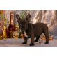 Heller, Französische Bulldogge Welpen - Rüde