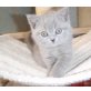 Hello Kitty, Britisch Kurzhaarkatze - Katze