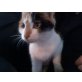 Hello Kitty, Hauskatze und Straßenkater - Katze