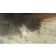 Helmut, Perser u Hauskatze - Kater