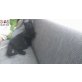 Hemingway will einfach nur lieb gehabt werden - Kater