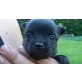 Hendrik, Chihuahua langhaariger Schlag Welpen - Rüde