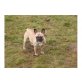 Hennes, Französische Bulldogge - Rüde