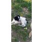 Henri, sucht ein Körbchen - Rüde