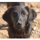 Henriette, zarter Setter Mix - Hündin