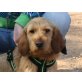 Henry, Basset Fauve de Bretagne - Rüde
