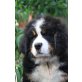 Henry, Berner Sennenhund Welpen - Rüde