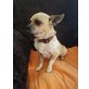 Henry, Chihuahua kurzhaariger Schlag - Rüde