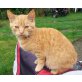 Henry, Europäische Kurzhaarkatze - Kater