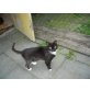 Henry, Europäische Kurzhaarkatze - Kater