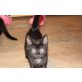 Henry, Kleiner Kater - Kater
