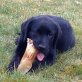 Henry, Labrador Retriever - Rüde