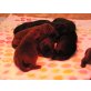 Henry, Labrador Retriever Welpen - Rüde