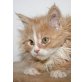 Henry, Maine Coon - Kater