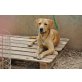 Henry, liebebedürftiger anhänglicher Labrador Mix - Rüde