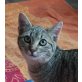 Henry sucht sehnlichst, Hauskatze - Kater