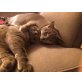 Henry und Harry, Britisch Kurzhaarkatze - Kater