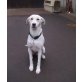 Hera, Labradormischling - Hündin