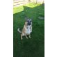 Hera, Malinois - Hündin
