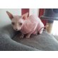 Hera, Sphynx - Katze