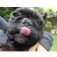 Hera, französische Bulldogge - Hündin