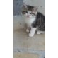 Herbert, Perser u Hauskatze - Kater