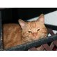 Herbie / verkürzter Knickschwanz, EKH - Kater