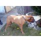 Hercules, Boxer - Rüde