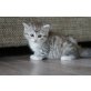 Hercules,Hector,Honey und Holly, Sibirische Katze - Katze