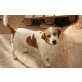 Hercules, Hercules (Beagle-Mix), geb. ca. 01.05.2007, c - Rüde
