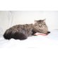 Hercules, Maine Coon - Kater