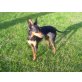 Hercules, Zwergpinscher - Rüde