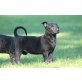 Herder, Holländischer Schäferhund Welpen - Rüde