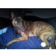 Herder / Malinois Mix  - Rüde