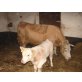Hereford - weiblich
