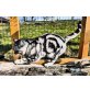 Herkules   'Charly', Britisch Kurzhaarkatze - Kater