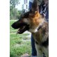 Herkules, Deutscher Schäferhund - Rüde
