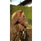 Herkules, Welsh Pony - Wallach